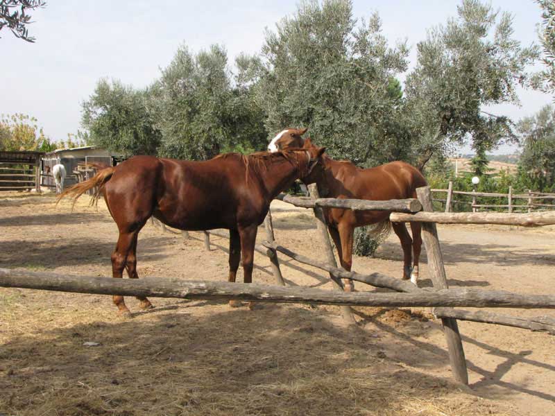 Agonismo cavalli a Roma Sud